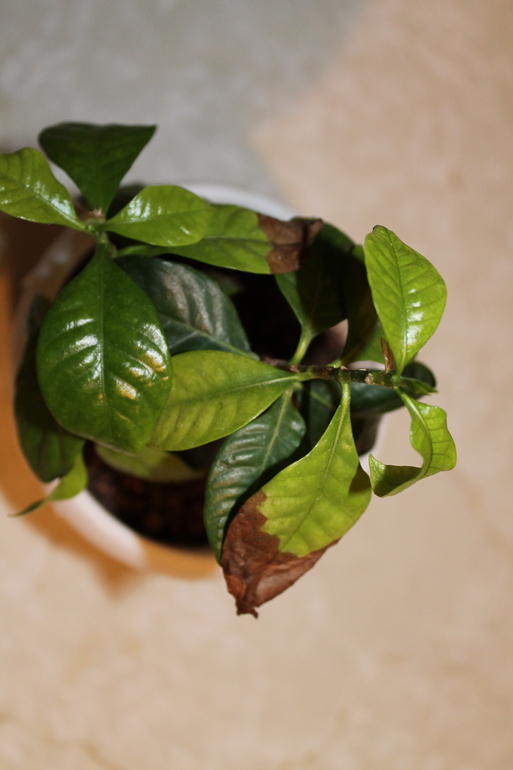 как быть с Гиппиком)))