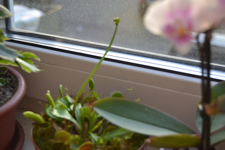 Всё вокруг цветёт)