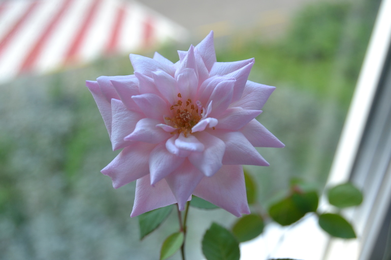 Так полюбоваться)