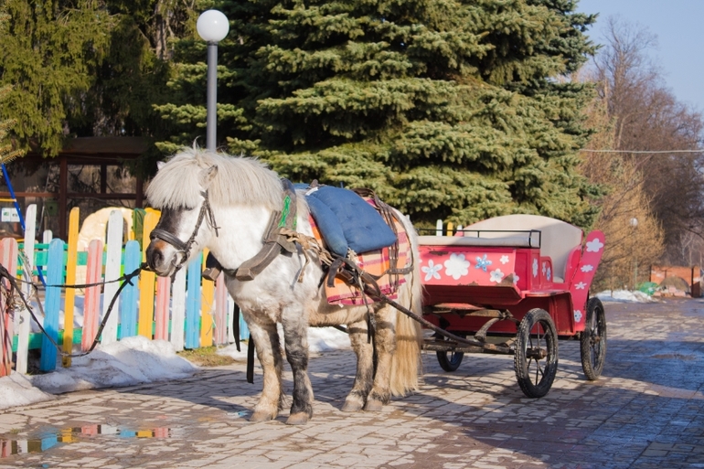 Фореста на 8 марта
