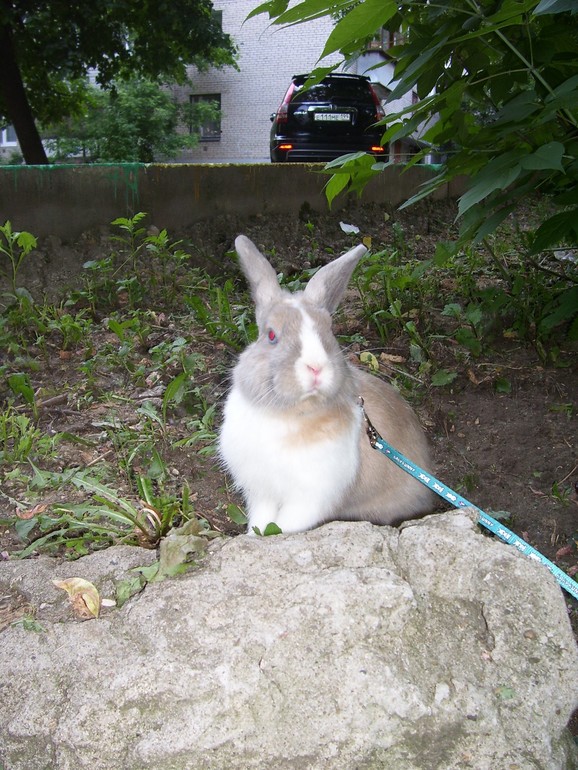 наши братья....