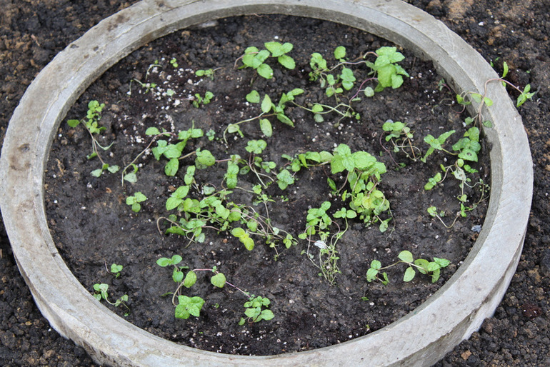 "Один раз в год сады цветут..."