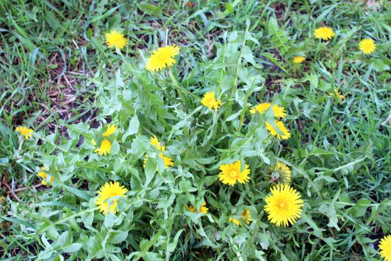 "Один раз в год сады цветут..."