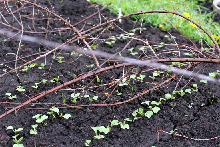 "Один раз в год сады цветут..."