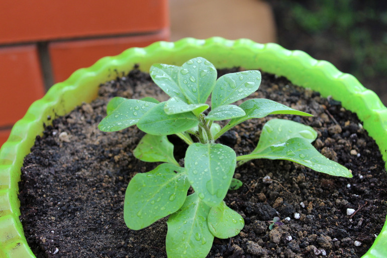 "Один раз в год сады цветут..."