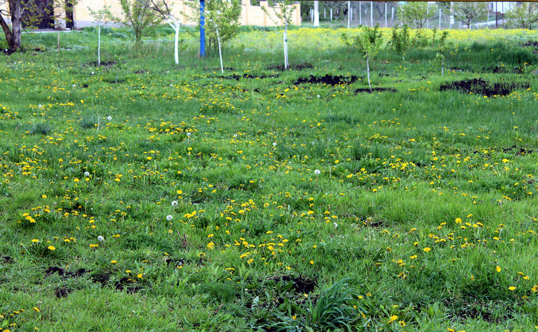 "Один раз в год сады цветут..."