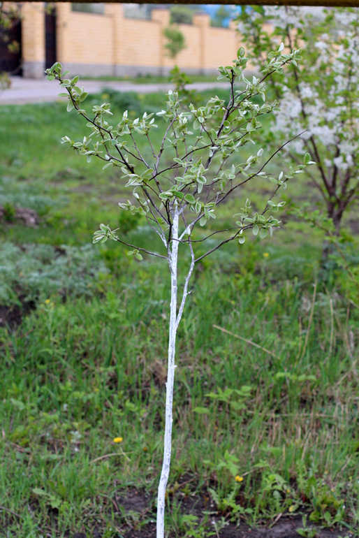"Один раз в год сады цветут..."