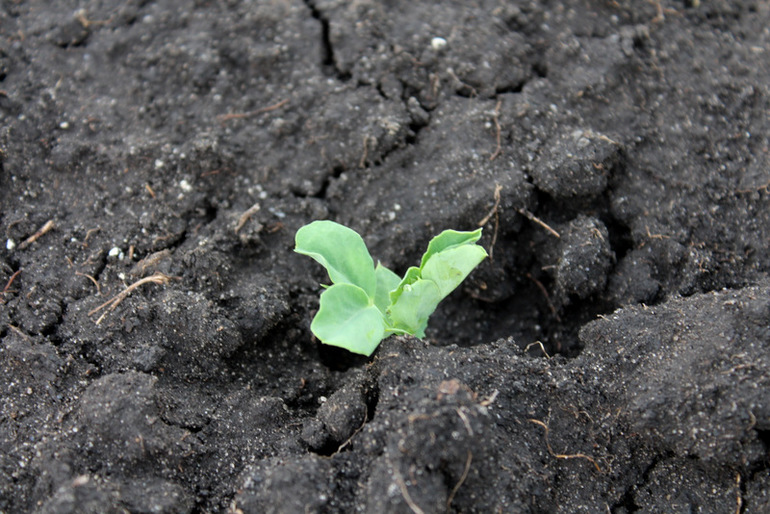 "Один раз в год сады цветут..."