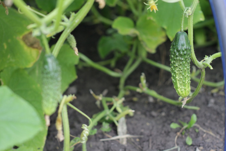 Огородное и цветочное, начало июля