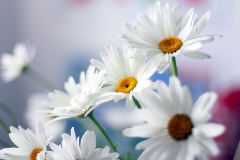 Огородное и цветочное, начало июля