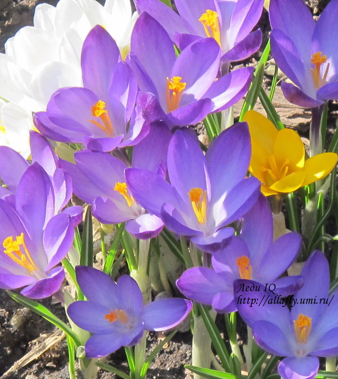 Главный пост ТН "Весна" Ведущая Айгуль