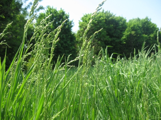 Житомирщина, Полесье