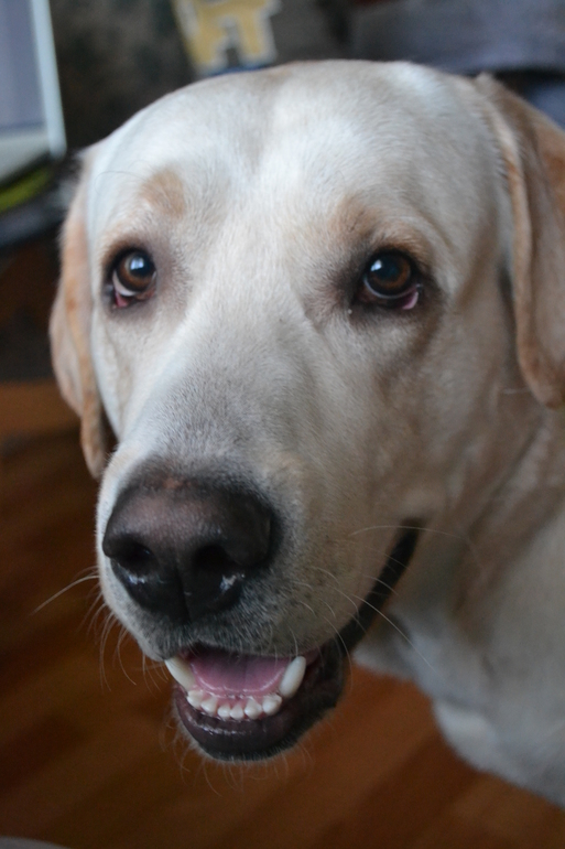 Наш четвероногий друг!