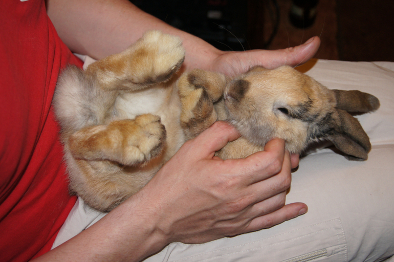 Отдам в добрые руки кролика