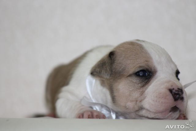 Наша Адочка