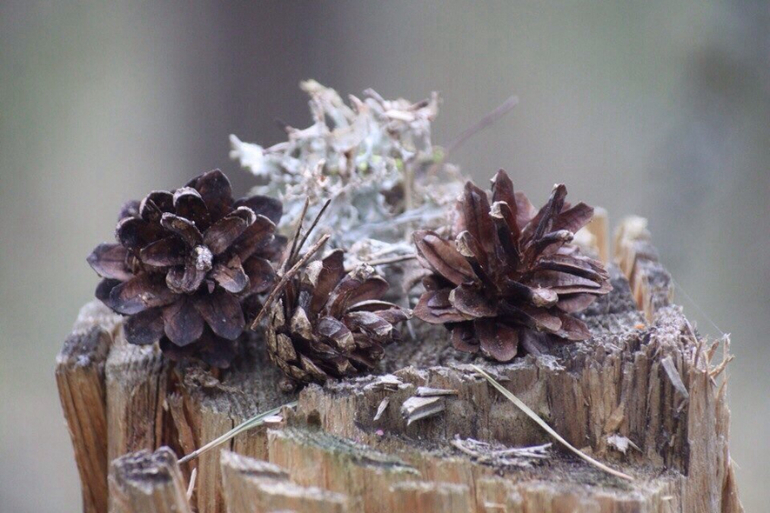 Мой любимый Селигер
