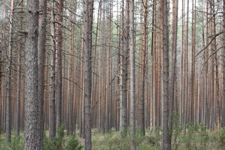 Мой любимый Селигер