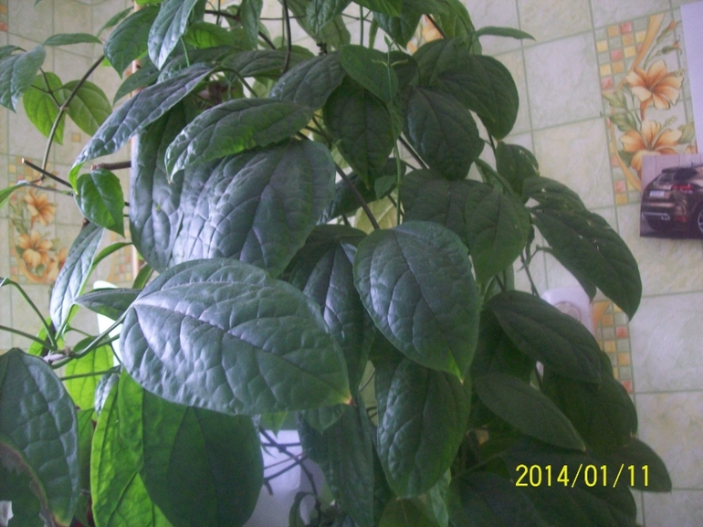 Покажу некоторых красавчиков.