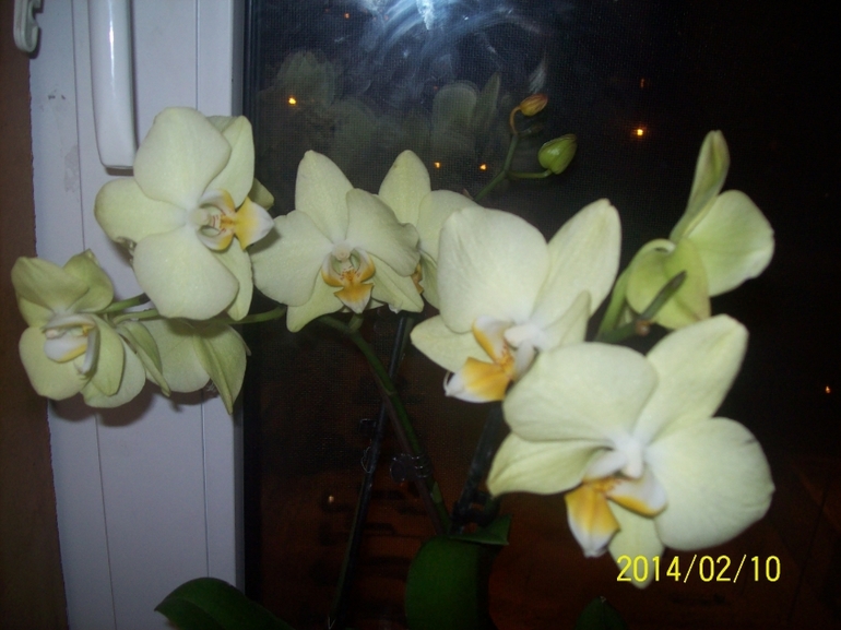 Мои красотки.