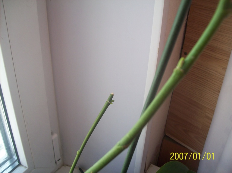 Старый цветонос