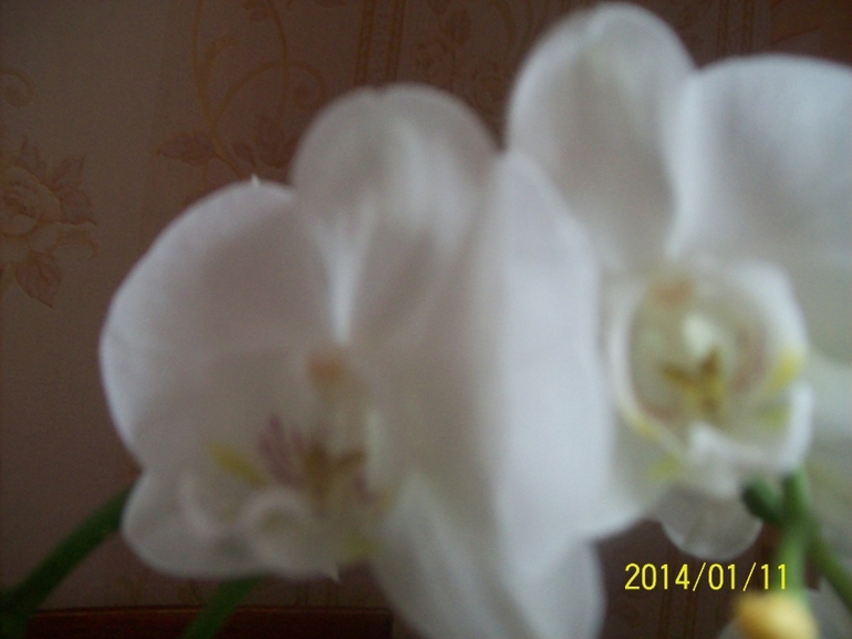 Покажу некоторых красавчиков.