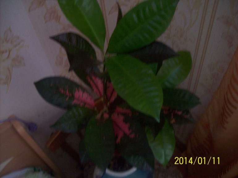 Покажу некоторых красавчиков.