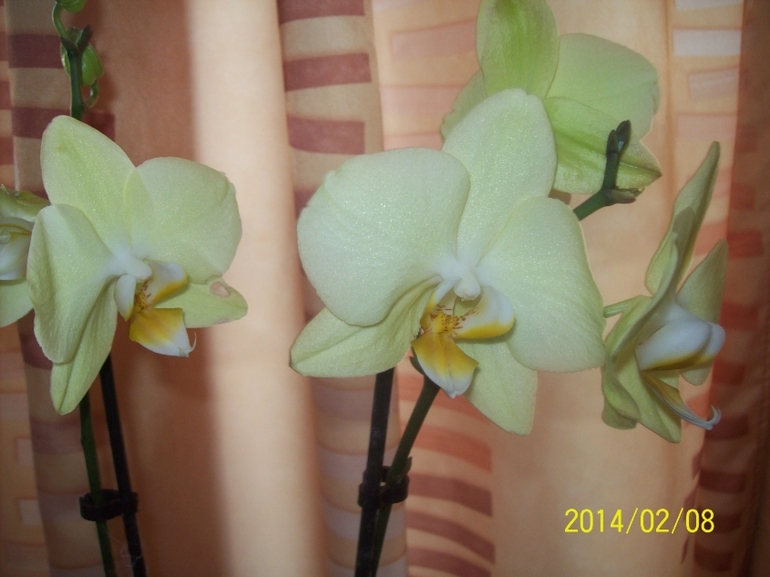 Мои красотки.