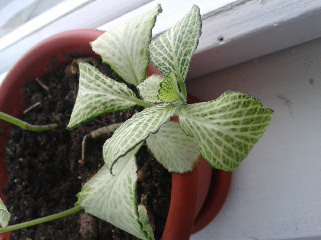 Помогите опознать