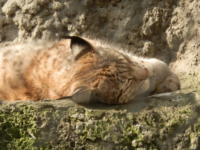 8 марта в ЗОО!