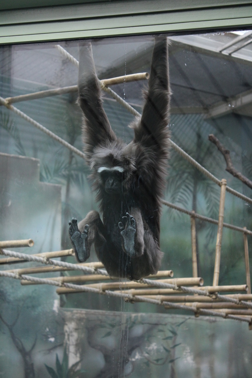 8 марта в ЗОО!