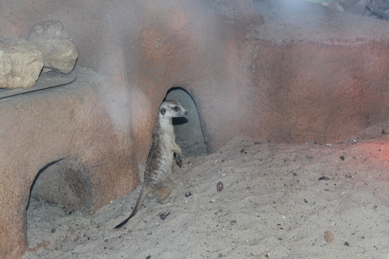 8 марта в ЗОО!