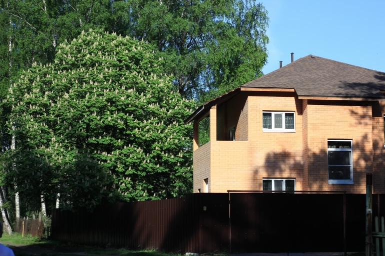 Наш красавец!Каштан у нашего дома.