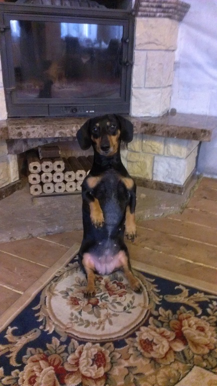 Наша таксочка Влада благодарит вас...