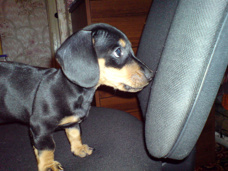 Наша любимка!