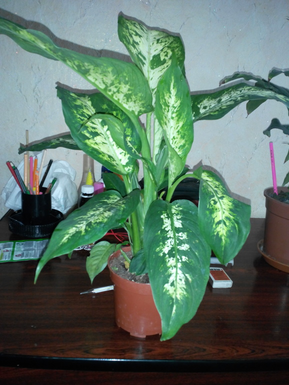 Гибискус. Диффенбахия. Есть вопросики!