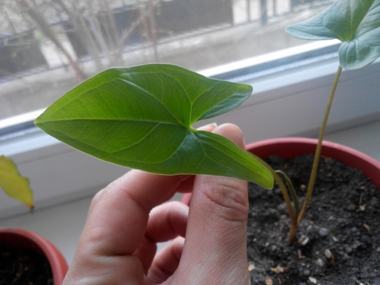 Помогите определить.