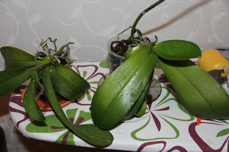 Орхидея Фаленопсис!