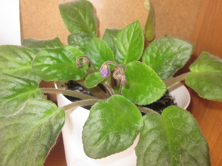 Мои цветочки:)