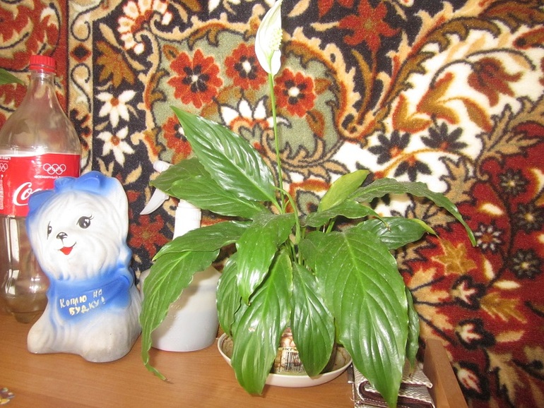 Мои цветочки:)