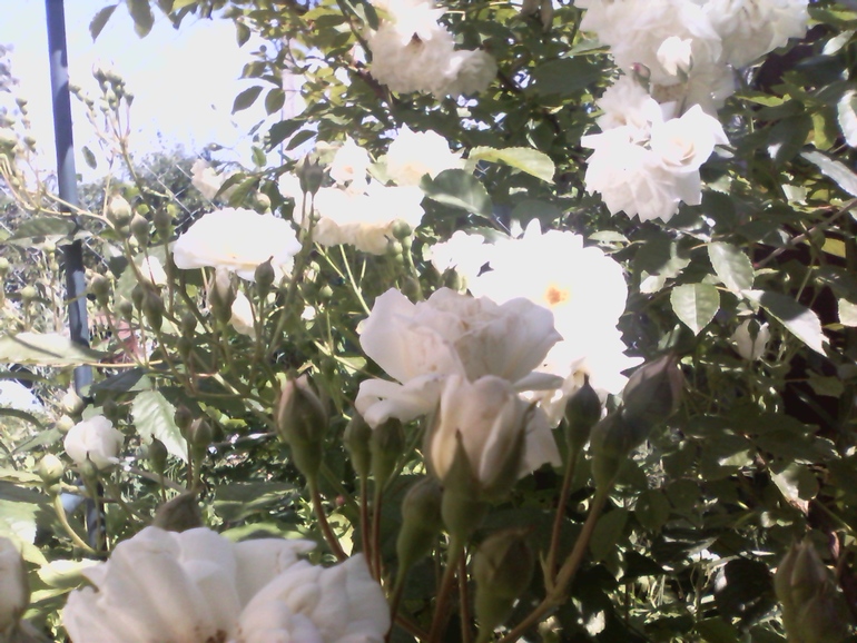 А мы на Кубани