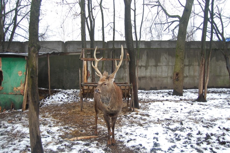 Первая поездка в мини-зоопарк