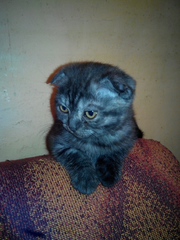 и мы растем) Тиффани!