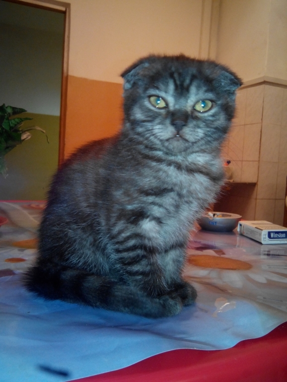 и мы растем) Тиффани!