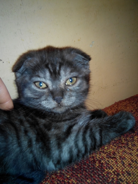 и мы растем) Тиффани!