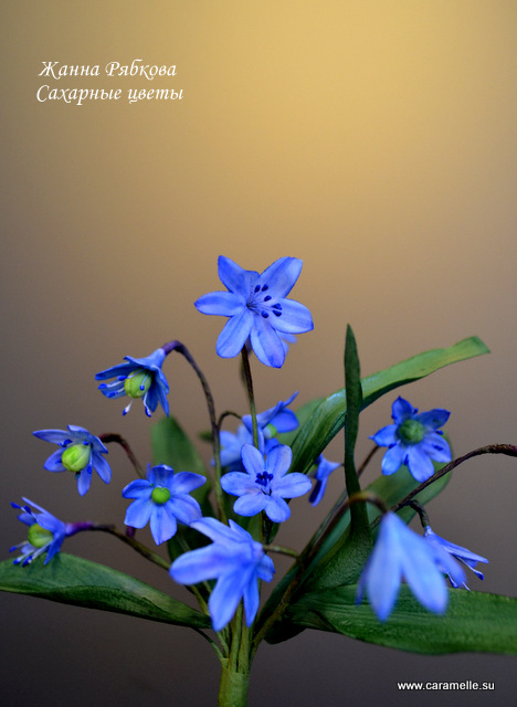 Пролеска (Сцилла)...