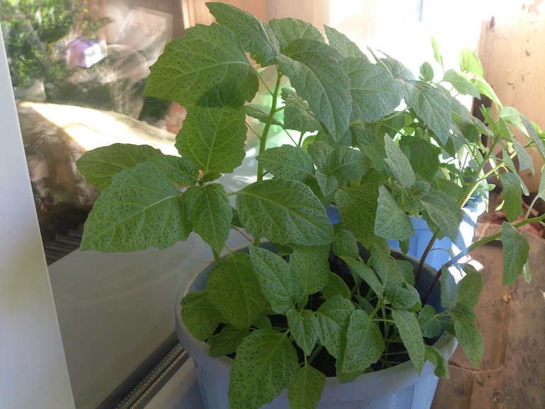 Что за цветок?