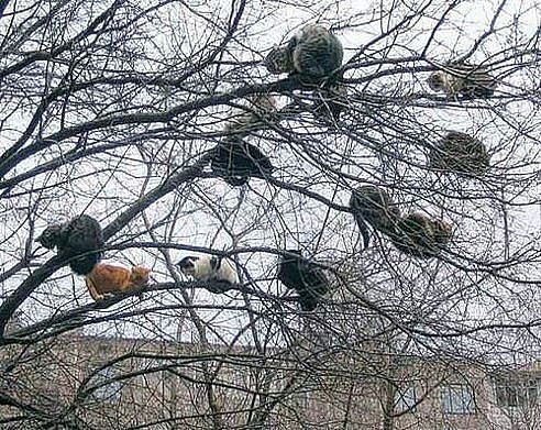 весна пришла?