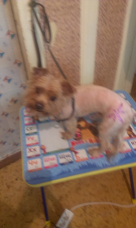 первый йорк на стрижку))