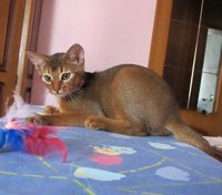 что за порода?