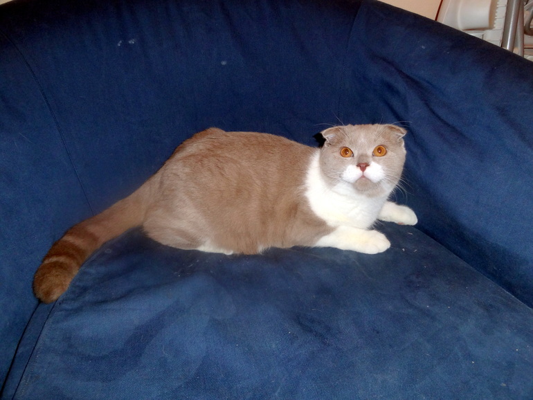 Мои любимчики